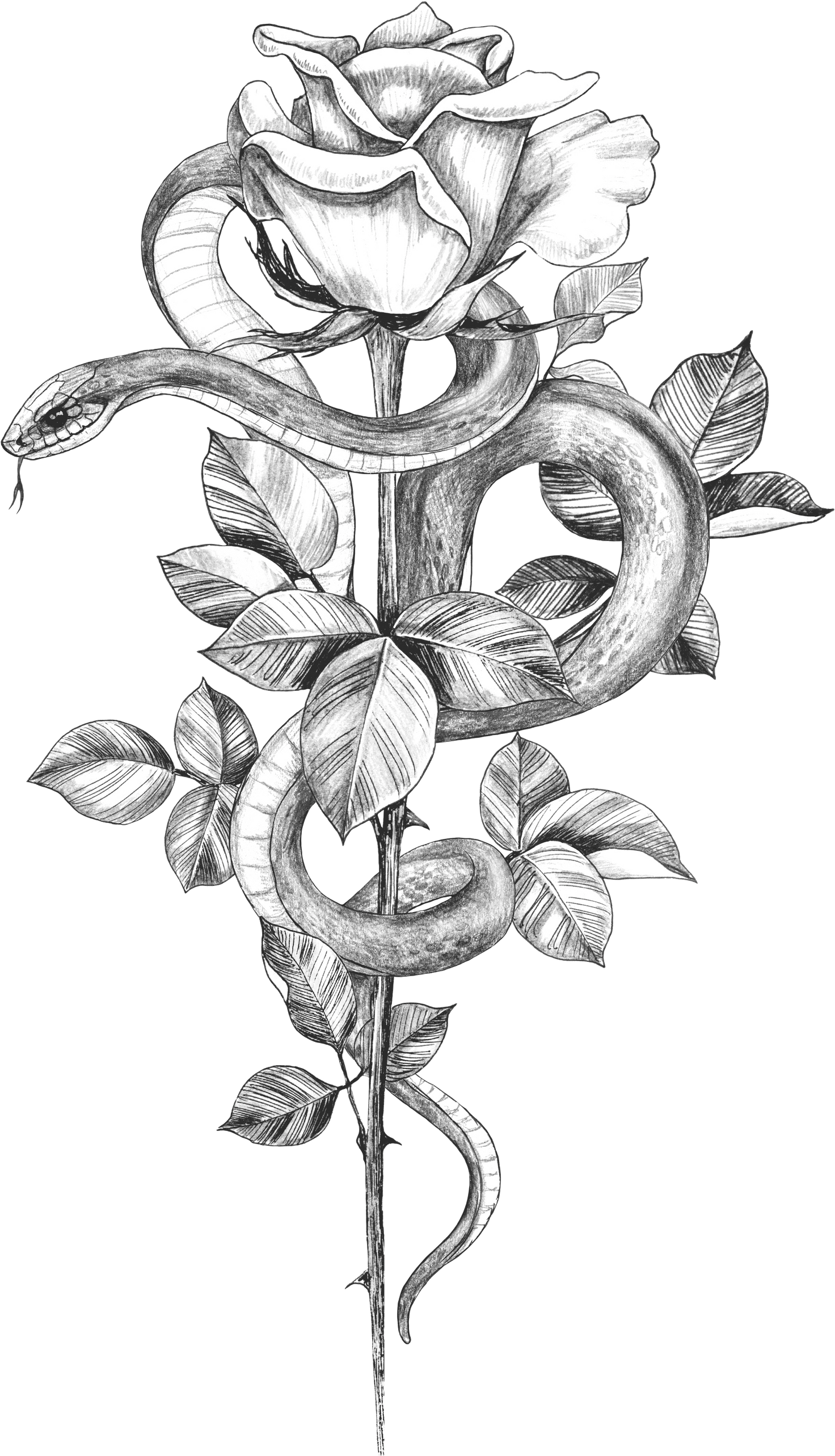 Hand Drawn Snake with Flower